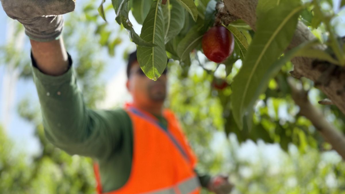 Fecoam destaca que las cooperativas agroalimentarias son fuente de empleo regional.