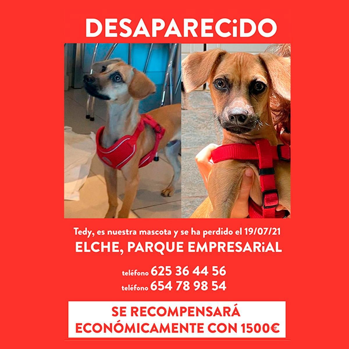 Tedy, perro perdido en Elche Parque Empresarial por el que se pide una recompensa de 1.500 euros