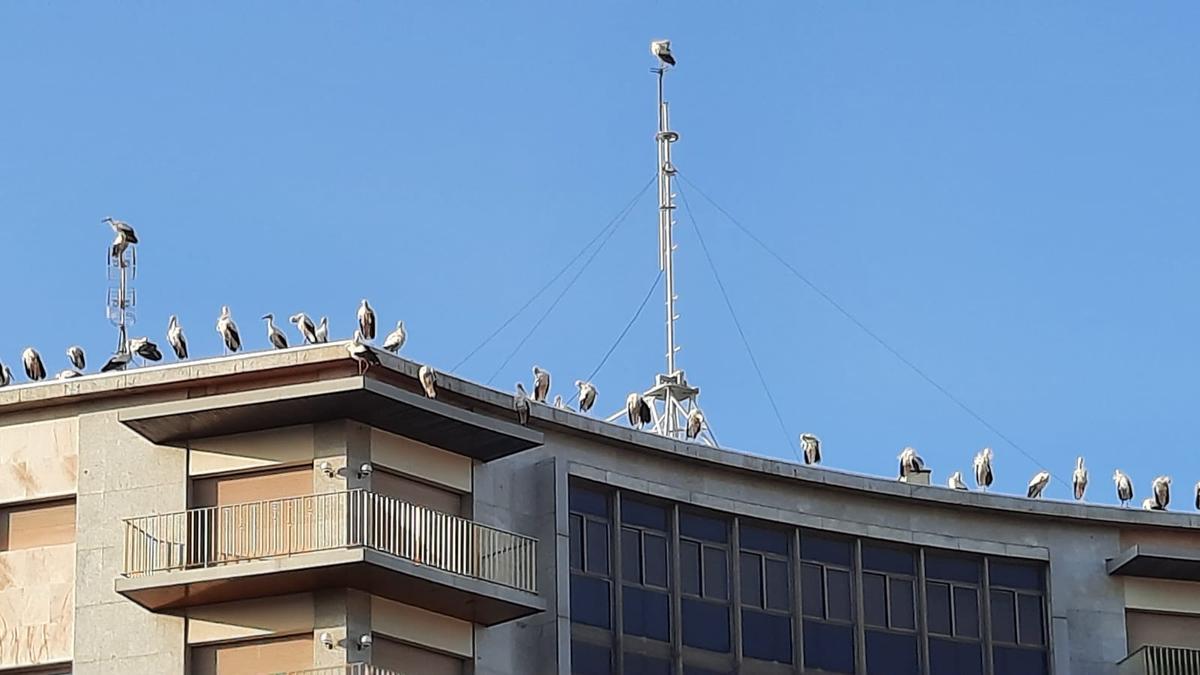 Algunes cigonyes, descansant dalt l&#039;edifici de la Bonavista de Manresa