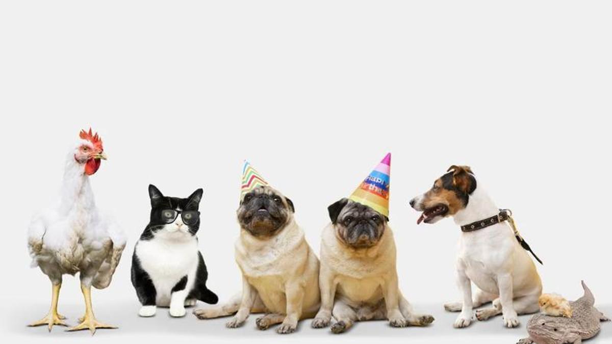 Quines mascotes puc tenir a casa?