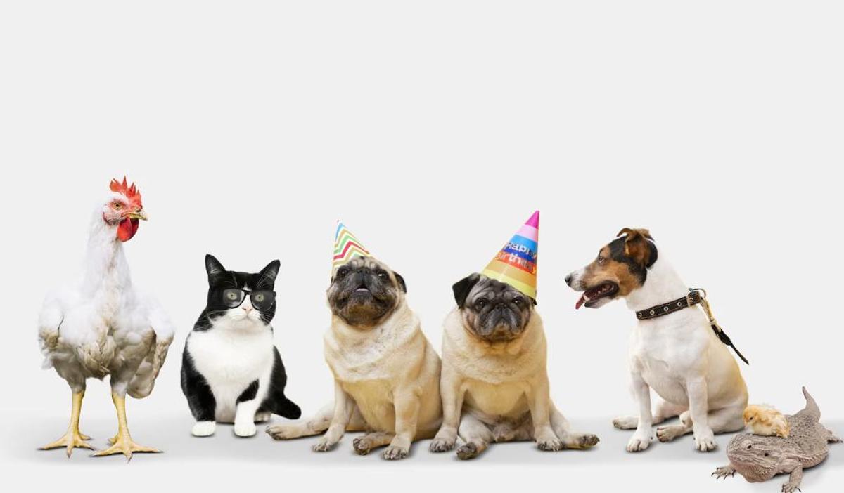 Quines mascotes puc tenir a casa?