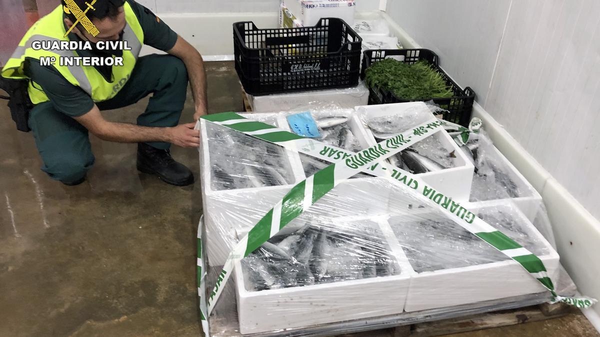 Cajas de pescado intervenido por la Guardia Civil.