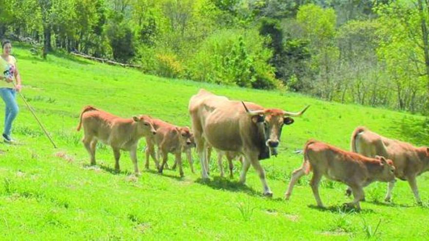 Rocío Bueno Viejo, con algunas de las vacas asturianas de la montaña que cría y que durante el verano tiene en la sierra del Cuera.