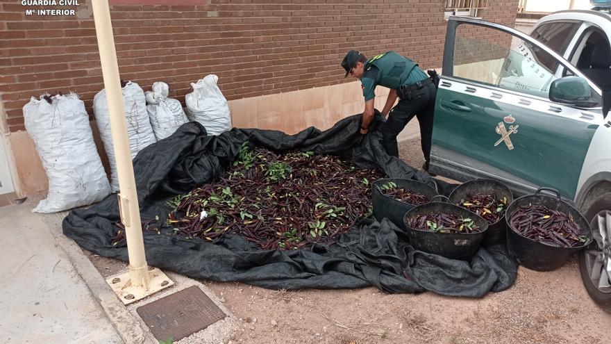 Cinco investigados, dos de ellos menores, por robar 200 kilos de algarrobas en Alfarb