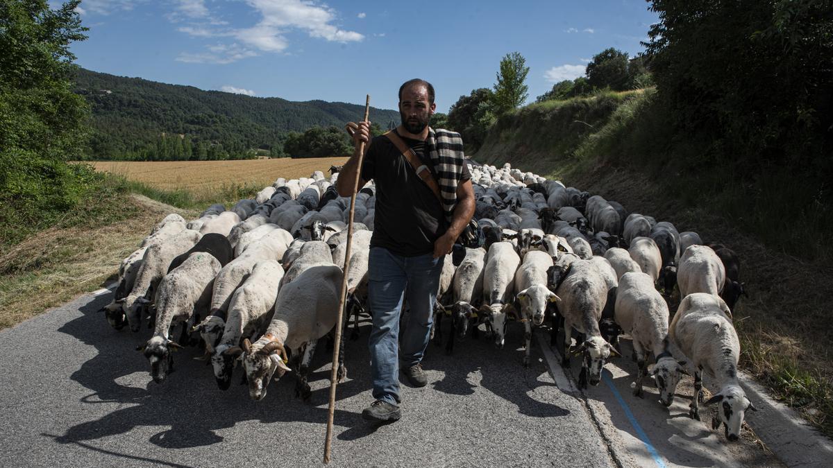 Jordi Julià amb el seu ramat