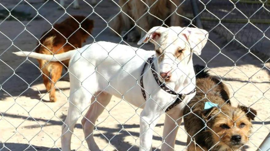 Residencia canina y felina Can-cún, adiestramiento y agility para perros