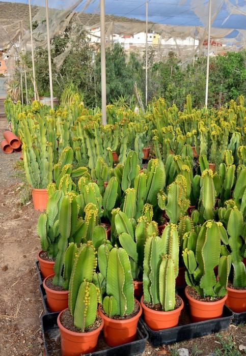 01/03/2019 MONTAÑA LOS VELEZ, AGÜIMES. Plantas para exportación de Viveros El Rosal. SANTI BLANCO