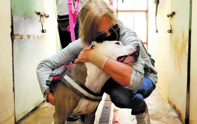 Perros potencialmente adoptables en Ibiza
