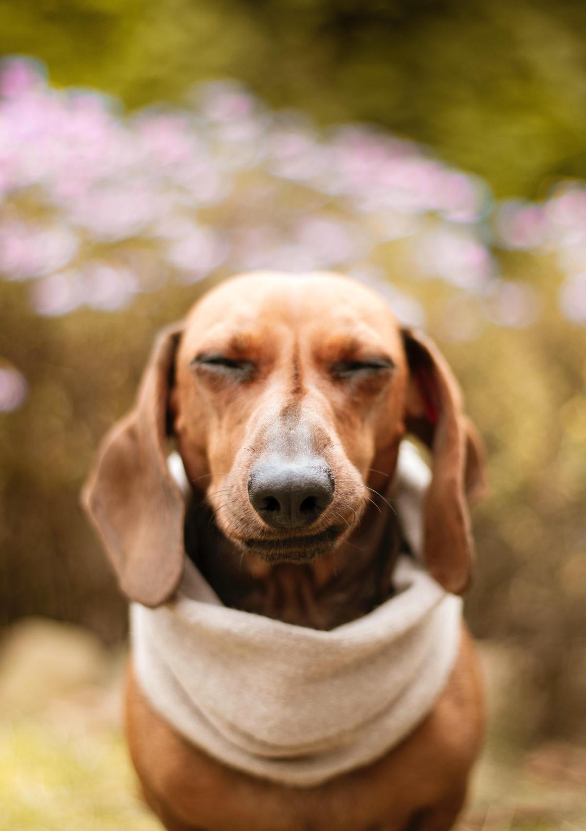 ¡Socorro, mi perro no para de estornudar! Entiende por qué y cómo ayudar