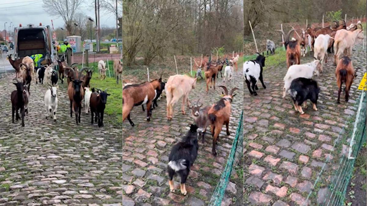 ¡Las cabras trabajan para que se corra la París-Roubaix!