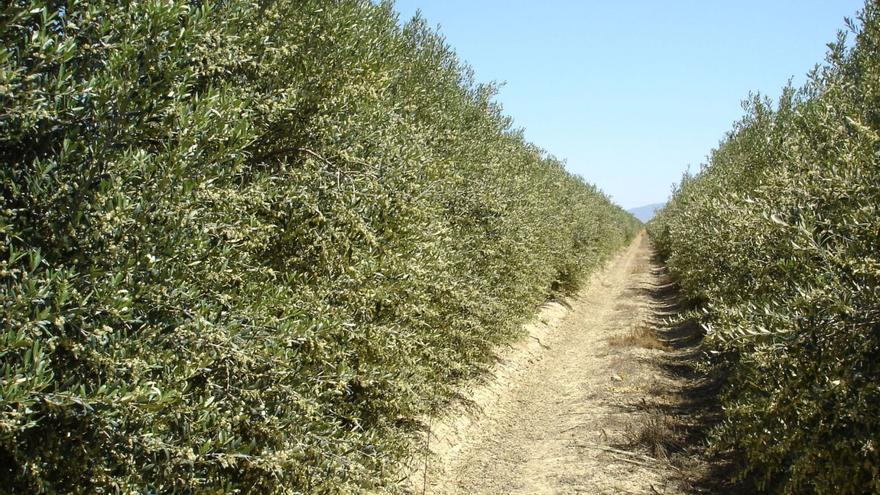 Producción de olivar en la Región.