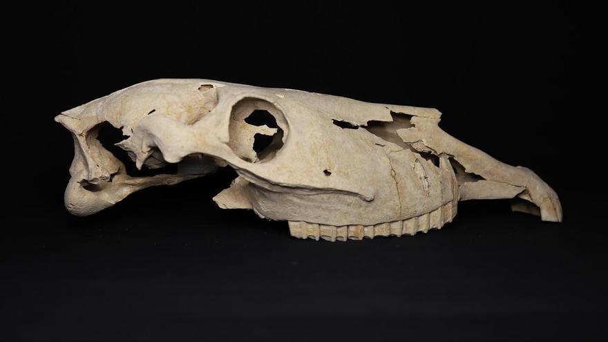 Restauran nueve cráneos de caballos de la época de los romanos hallados en Alicante