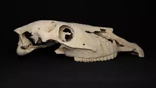 Restauran nueve cráneos de caballos de la época de los romanos hallados en Alicante