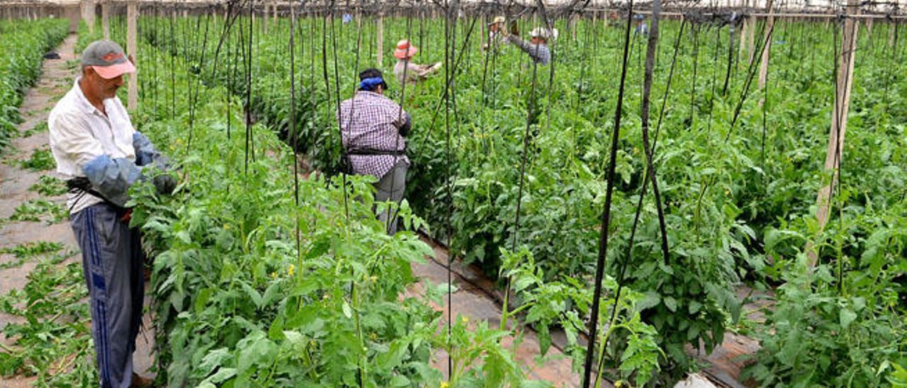 La zafra de tomate del Sureste se inicia con un 20% menos de plantaciones