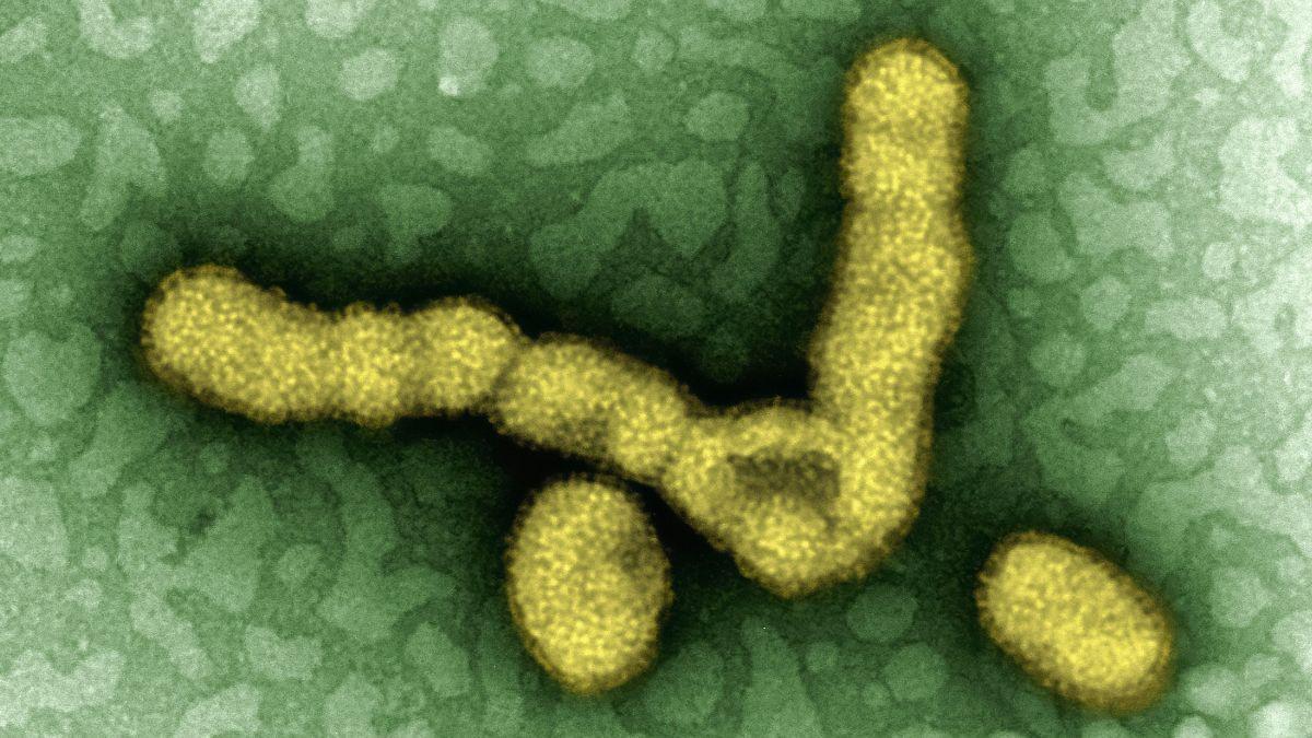 Virus pandémicos: salto a humanos sin adaptación previa.