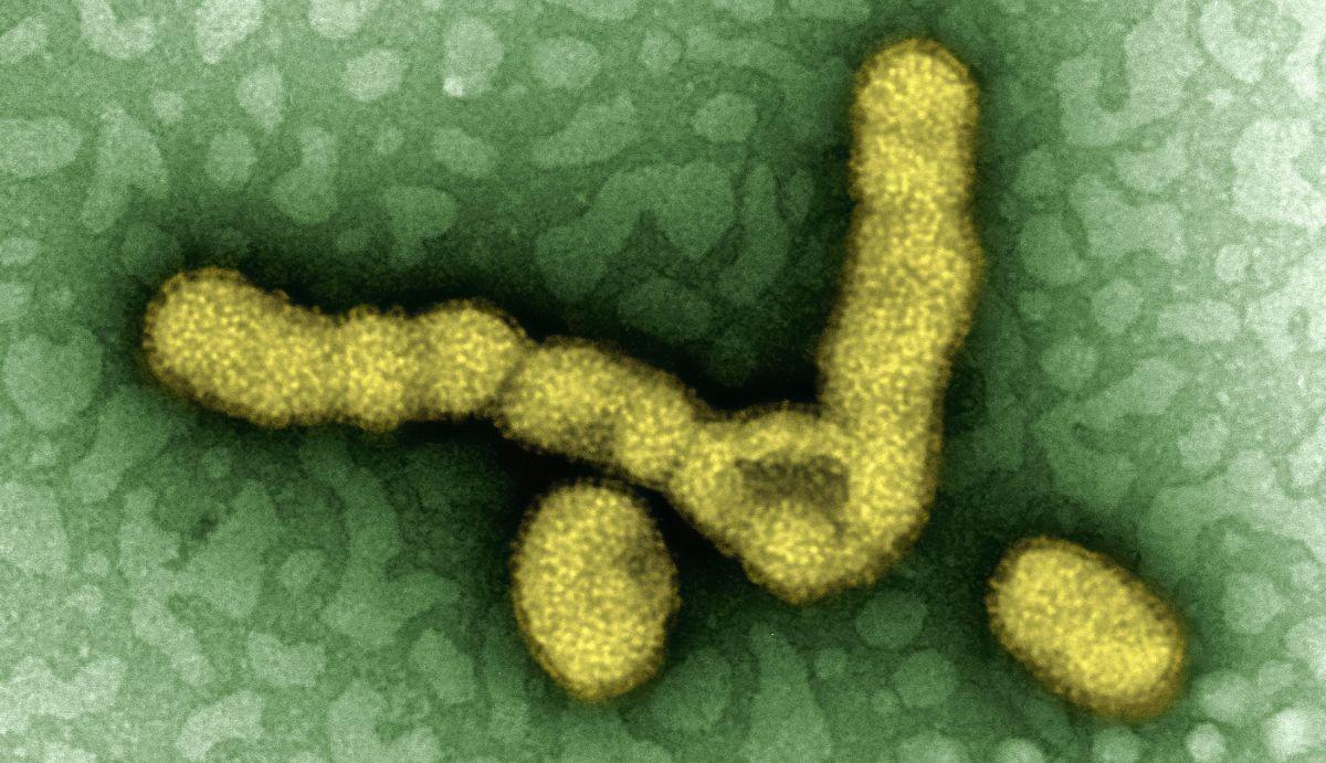 Virus pandémicos: salto a humanos sin adaptación previa.