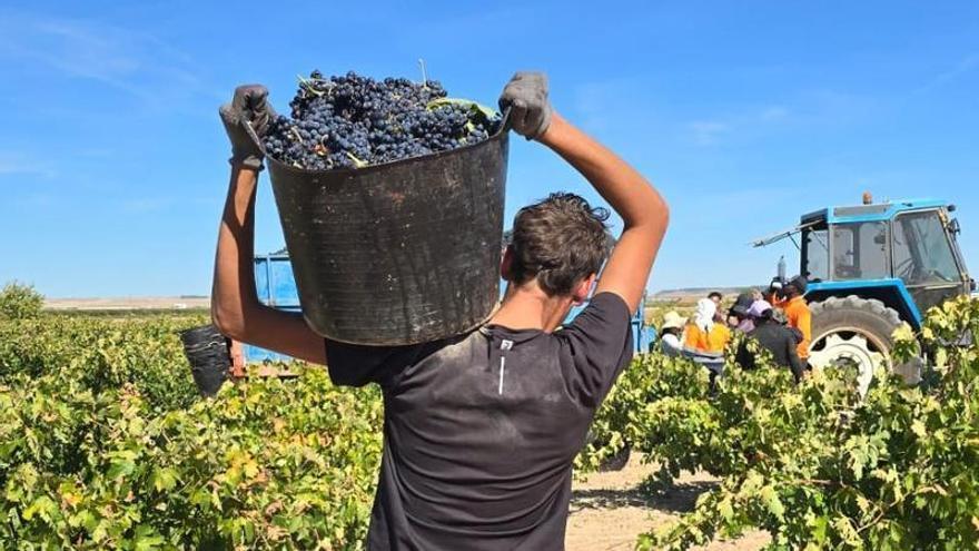 Castilla y León destina 230.000 euros a las Rutas del Vino de Castilla y León para desarrollar el turismo cultural, rural y enogastronómico