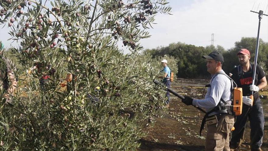 La Junta confirma el aumento del precio de la tierra agraria en Córdoba