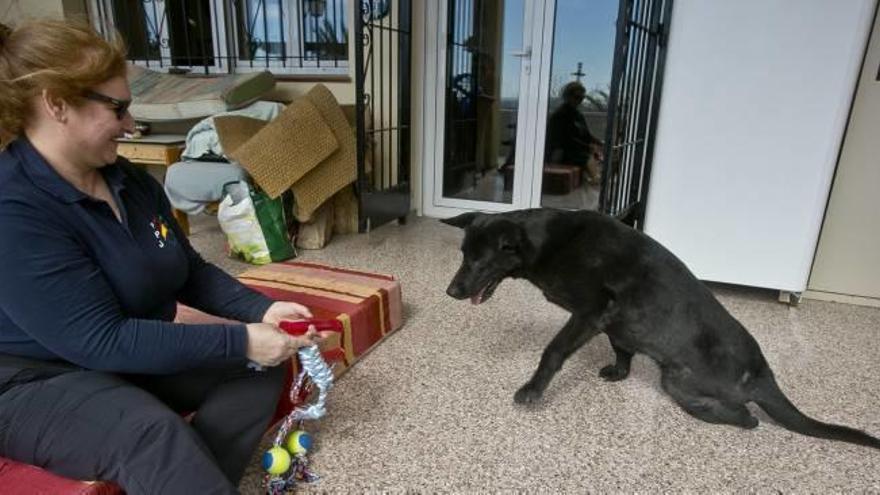 Laki busca un hogar tras toda una vida en el Ejército