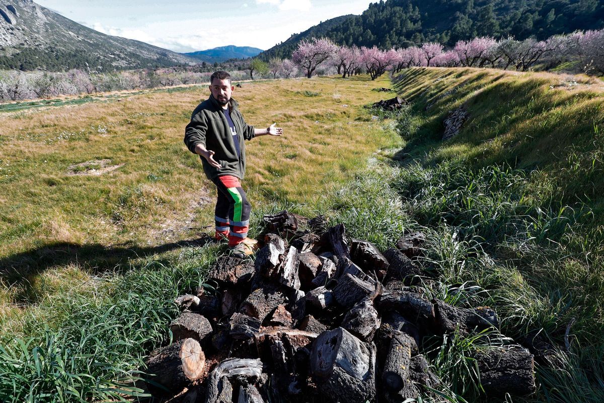 Almendros arrancados en una plantación del municipio de Fageca.