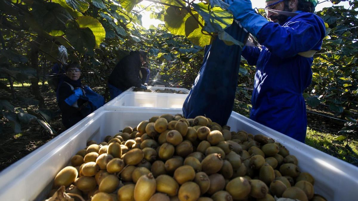 Recogida de kiwis en una plantación del Bajo Nalón.