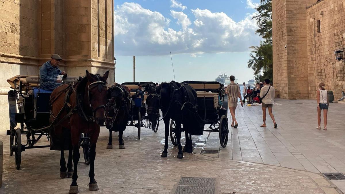 Ein klassischer Anblick an der Kathedrale von Palma: Pferdekutschen warten auf Kundschaft und im Hintergrund liegen Kreuzfahrtschiffe. | FOTO: LÓPEZ