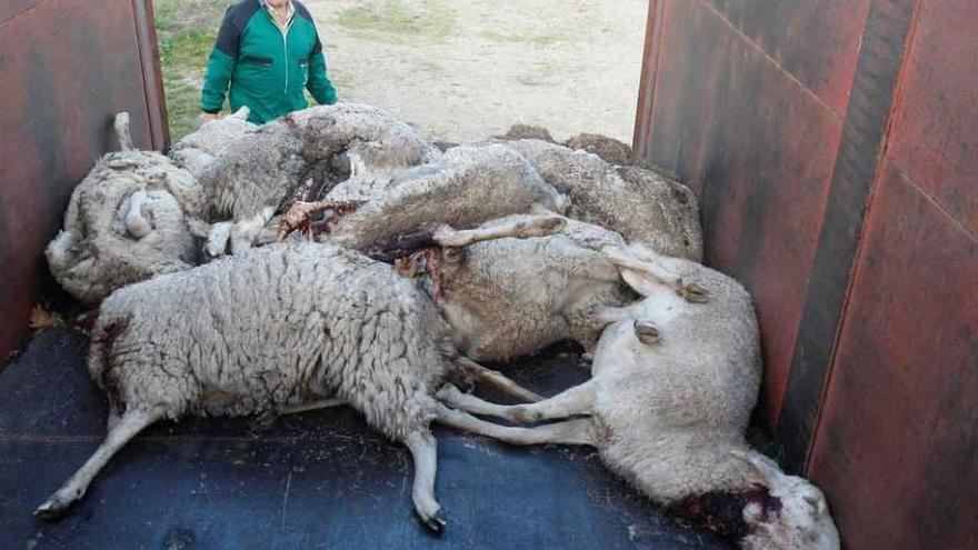 Cadáveres de las ovejas apilados en un remolque.