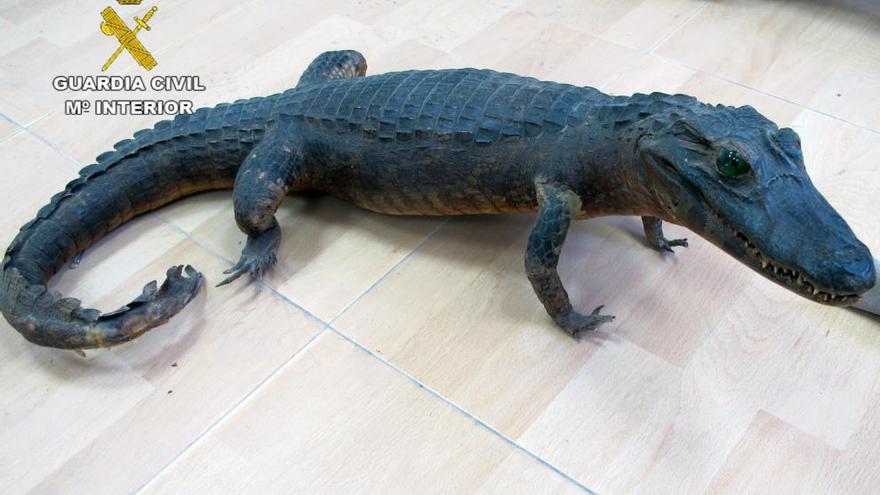 Animales disecados a la venta en una tienda de antigüedades sin autorización