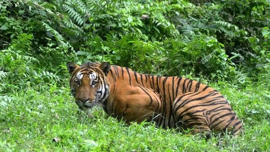 Fallecen 86 de los 147 tigres que fueron rescatados de un templo tailandés