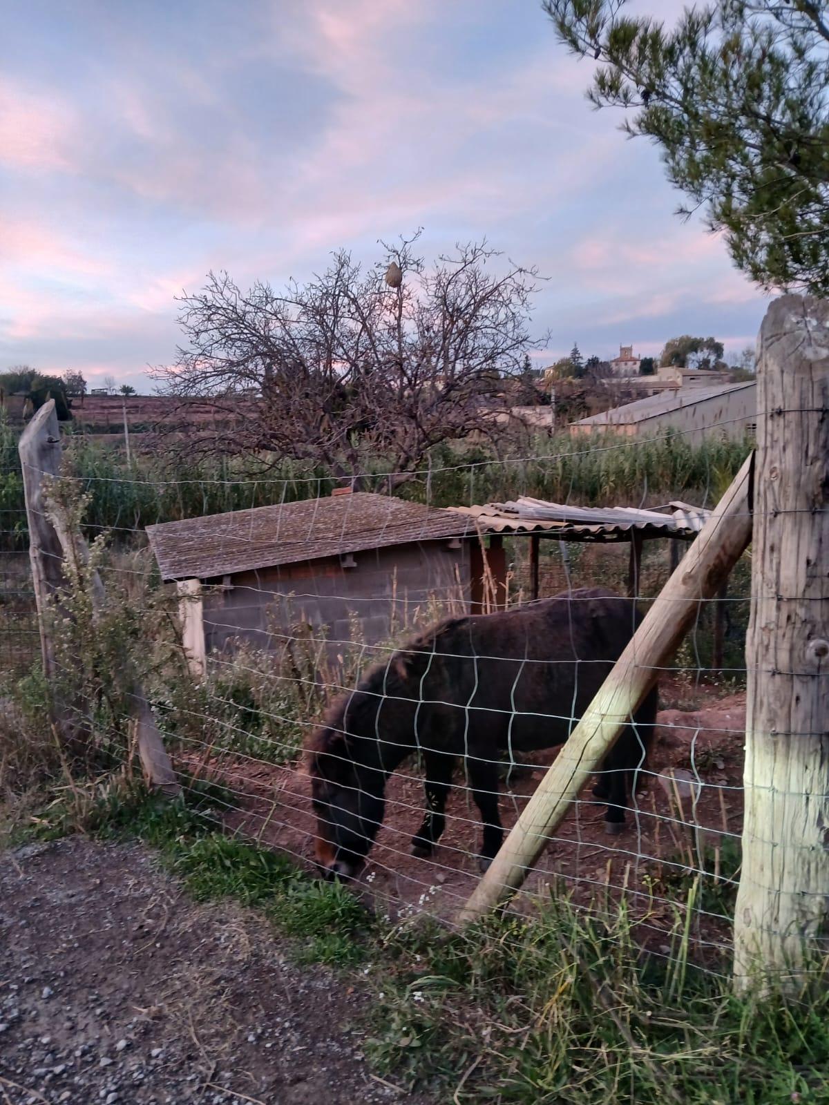 L'arbre amb el niu i l'entorn