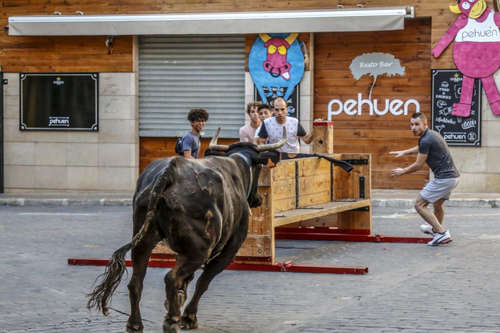 Encierro de toros en Castalla