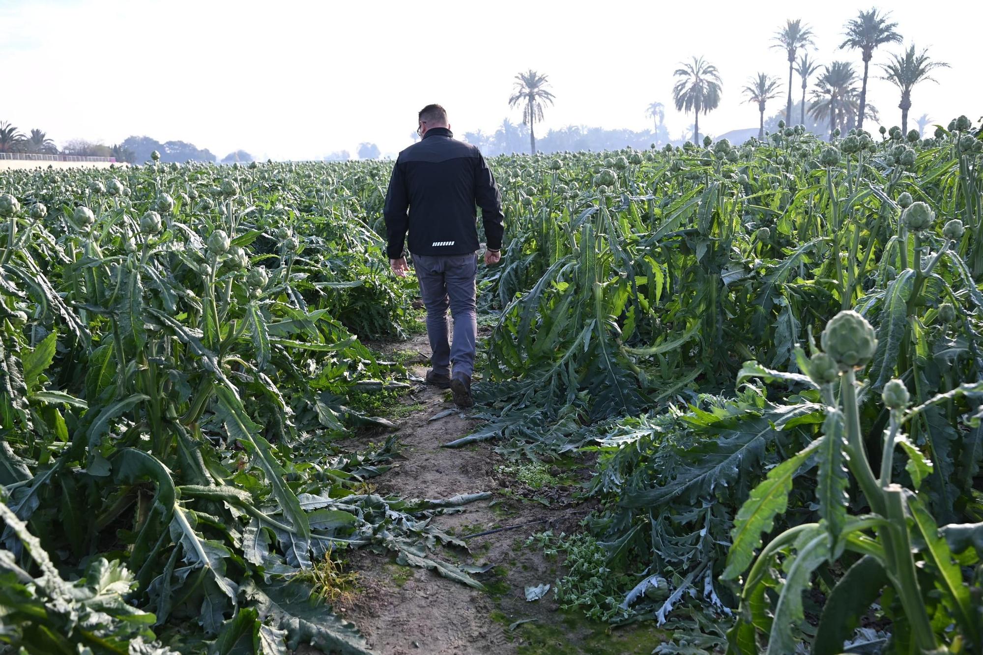Así han amanecido muchos cultivos de la Vega Baja y el Camp d'Elx: bajo la escarcha