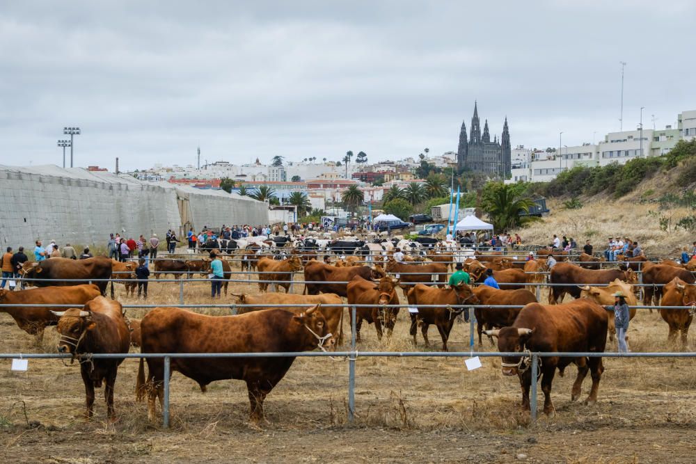 23.06.18. ARUCAS. FIESTAS SAN JUAN ARUCAS, FERIA ...