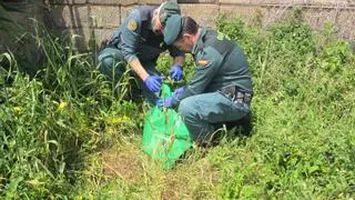 Un hombre investigado como presunto autor de la dramática muerte del perro Boli en Tenerife