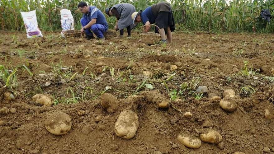 Recogida de la patata en una zona no afectada por la polilla.