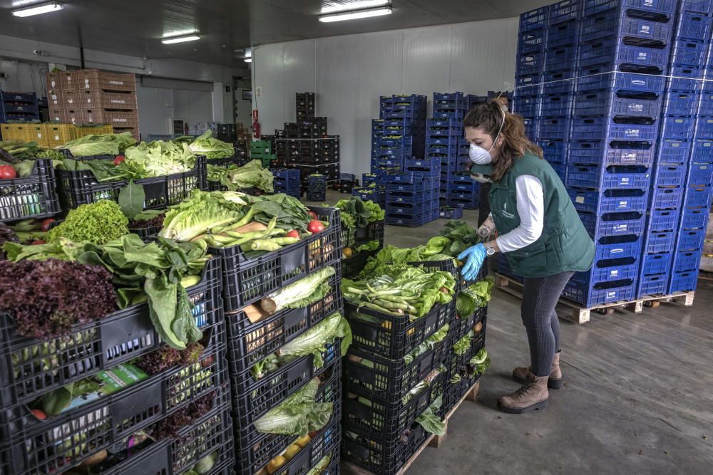 Direktvermarktung: Landwirte auf Mallorca begreifen Krise als Chance
