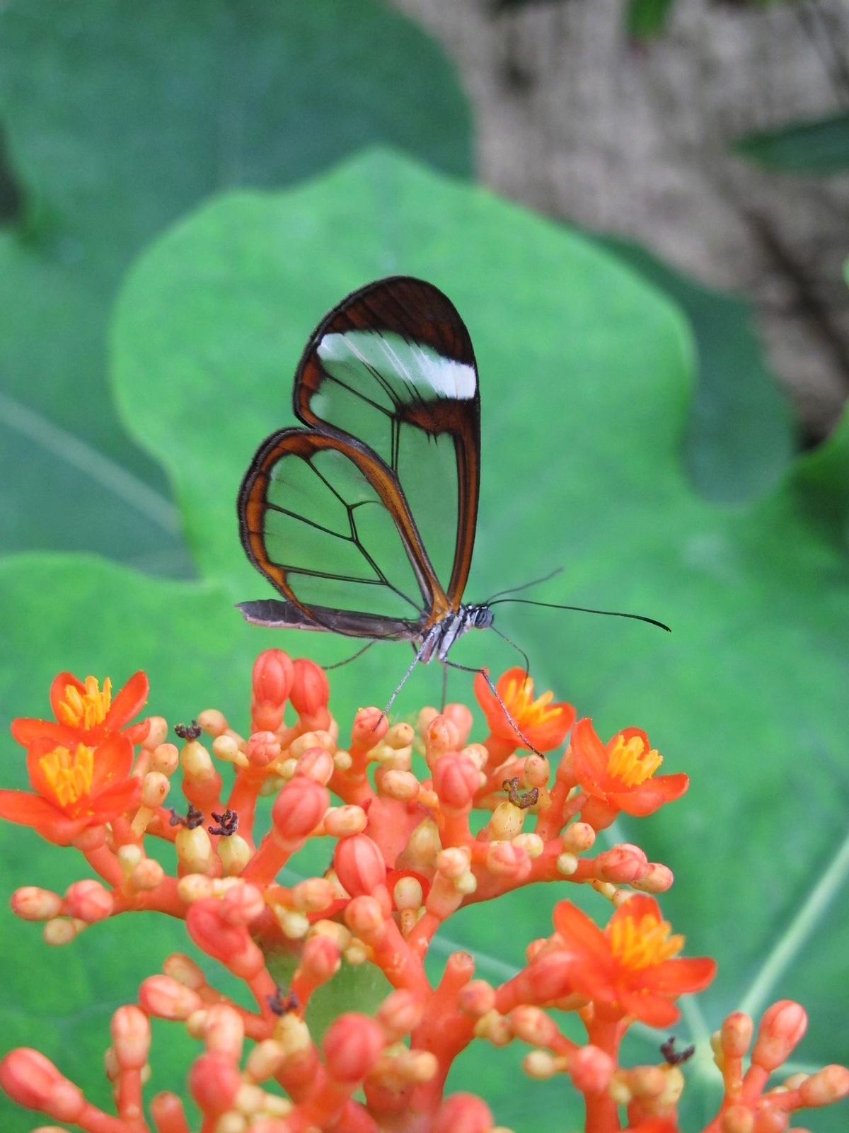 el Mariposario es una visita imprescindible, elegida además como la mejor atracción de España