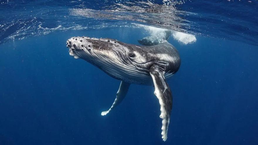 Esperanzadora recuperación de las ballenas en zonas donde casi desaparecieron