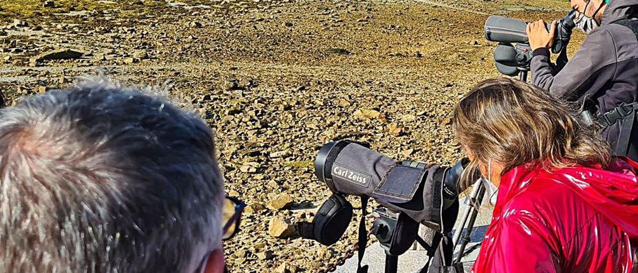 La edil Ángeles Domínguez, observando aves en A Toxa.