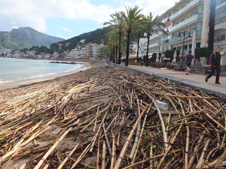 Indignación en Sóller al quedar la playa cubierta por cañas taladas por el Govern