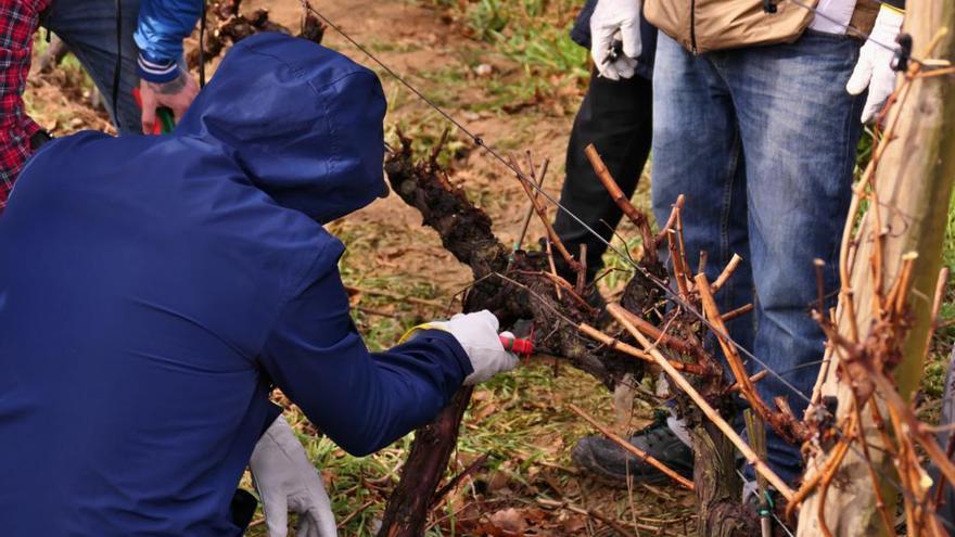 Quinze persones aturades es formen com a auxiliars de vinya a la DO Empordà