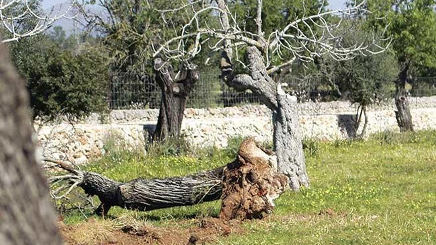 Almendros muertos en Santa Margalida afectados por la Xylella.