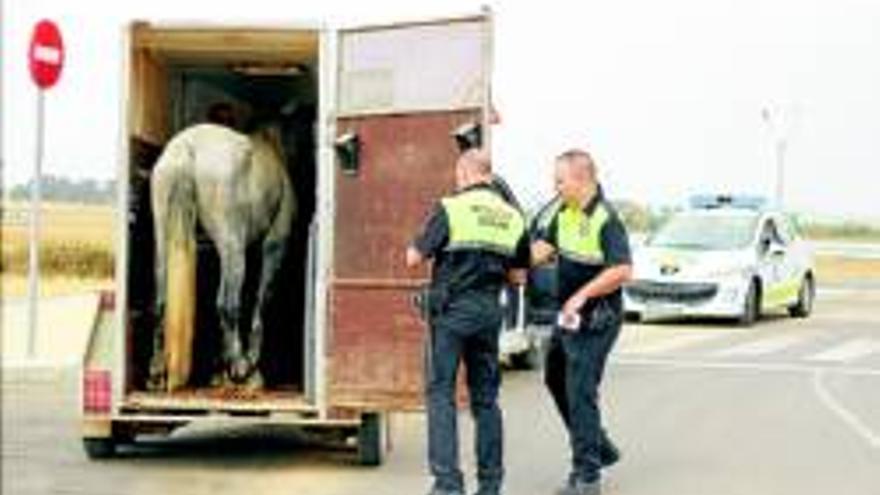 La policía local atrapa un caballo que estuvo suelto desde la madrugada