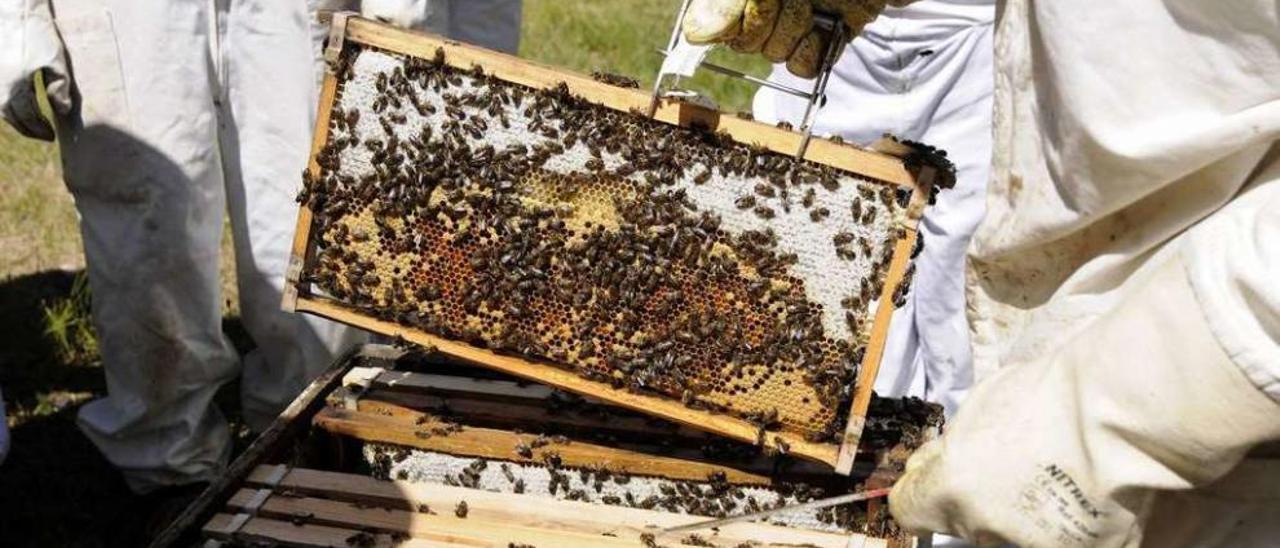 Imagen procedente de un curso de apicultura celebrado en la comarca. // Bernabé/Javier Lalín