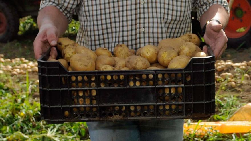 La prohibición de plantar patata seguirá en los 33 concellos afectados por la plaga