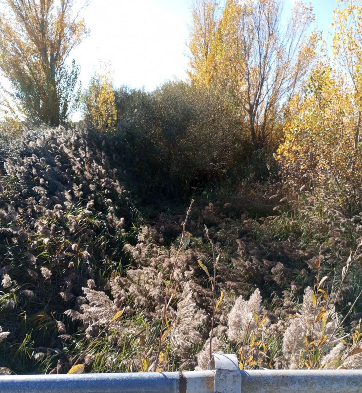 Caño de la CHD en Pumarejo de Tera ocupado por la vegetación. | J. A. G.