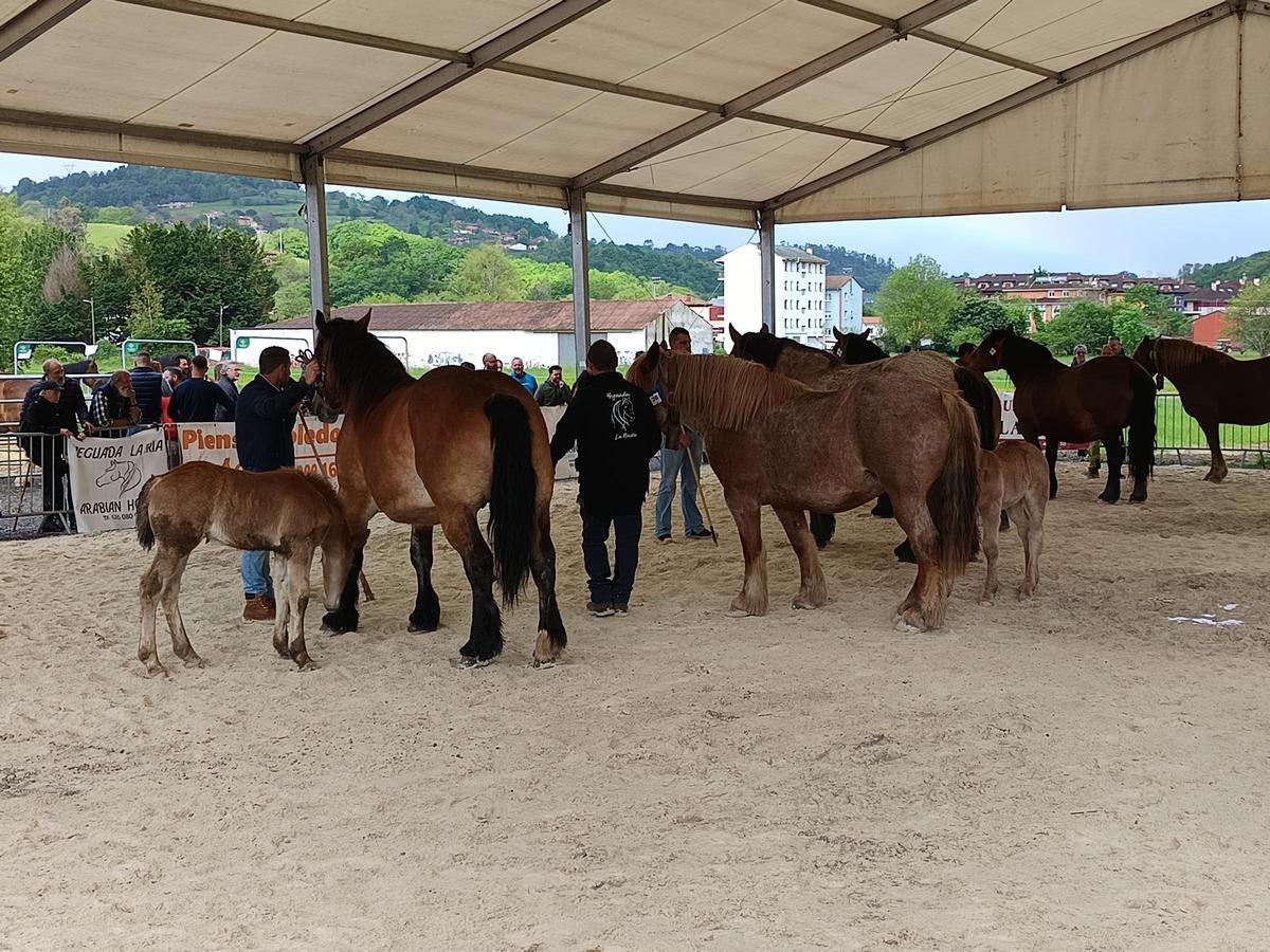 Una edición anterior del evento cangués.