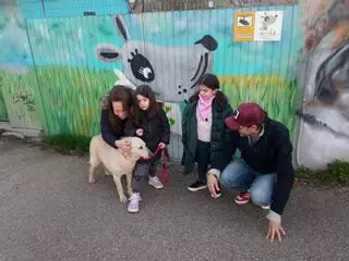 Iogur encuentra hogar: «En cuanto nos saltó la noticia de su triste situación hicimos la llamada»