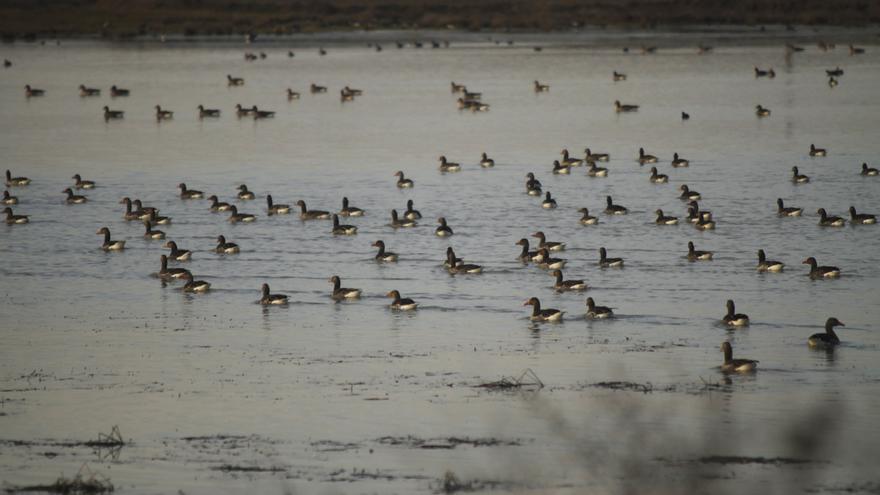 Las Lagunas de Villafáfila recuperan su esplendor gracias a las lluvias