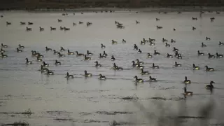 Las Lagunas de Villafáfila recuperan su esplendor gracias a las lluvias